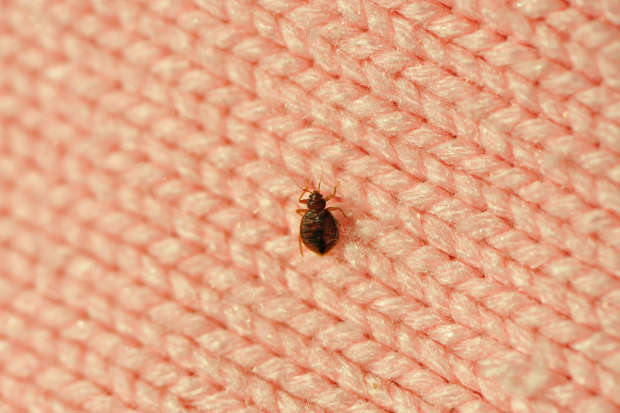 Bed-Bug-Treatment - Harbor City Best Pest Pros | Harbor City, CA | 310-750-4510