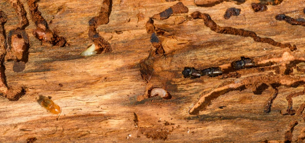 Is Your Home at Risk for Termite Damage - Harbor City Best Pest Pros | Harbor City, CA | 310-750-4510