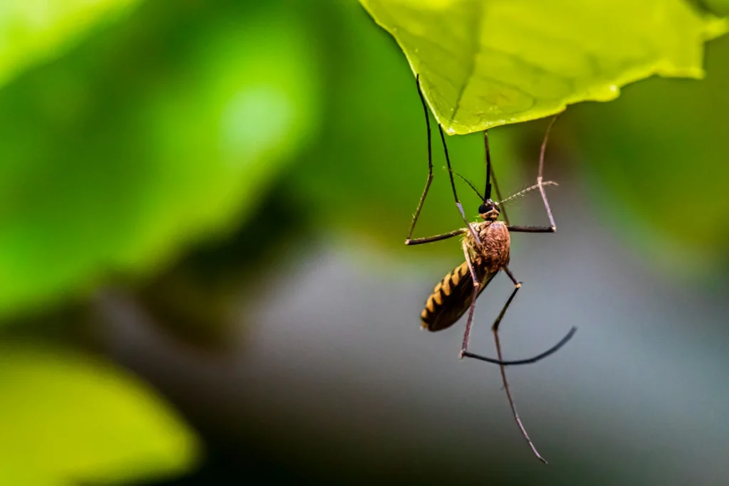 Mosquito-Control-for-Every-Outdoor-Space - Harbor City Best Pest Pros | Harbor City, CA | 310-750-4510