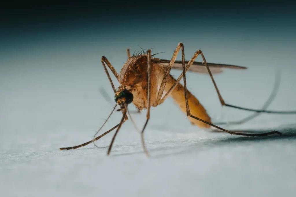 Protect Your Family from Mosquito-Borne-Diseases - Harbor City Best Pest Pros | Harbor City, CA | 310-750-4510