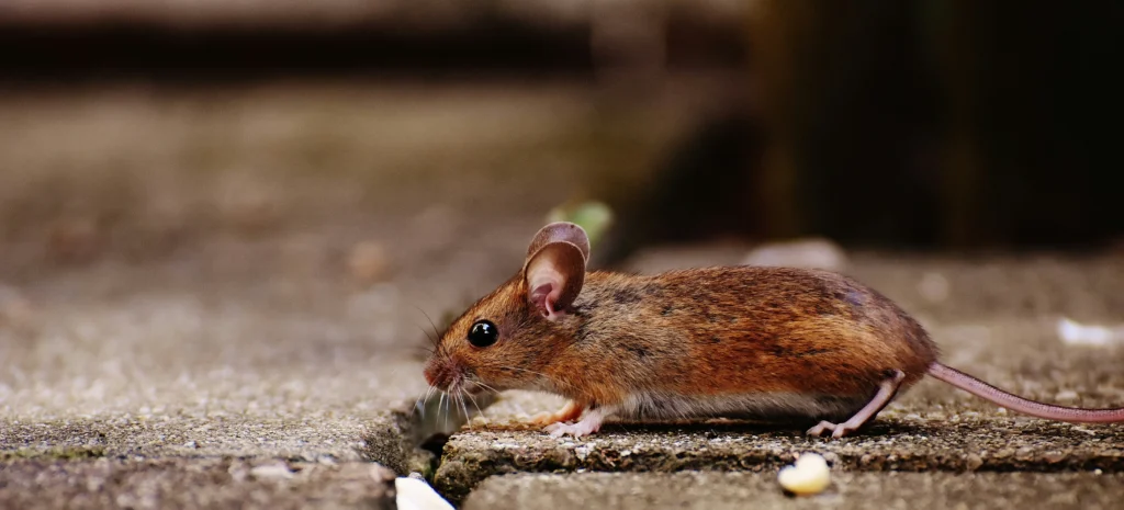 Residential-Commercial-Rodent-Solutions - Harbor City Best Pest Pros | Harbor City, CA | 310-750-4510