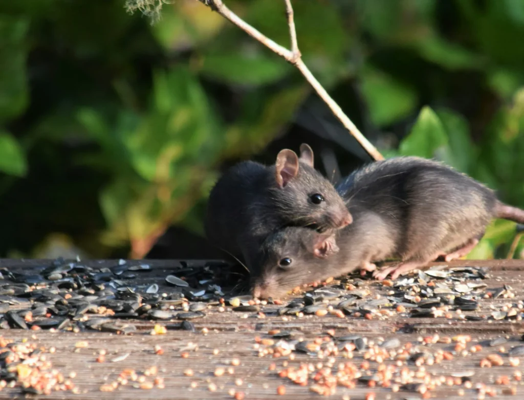 Rodent-Removal - Harbor City Best Pest Pros | Harbor City, CA | 310-750-4510