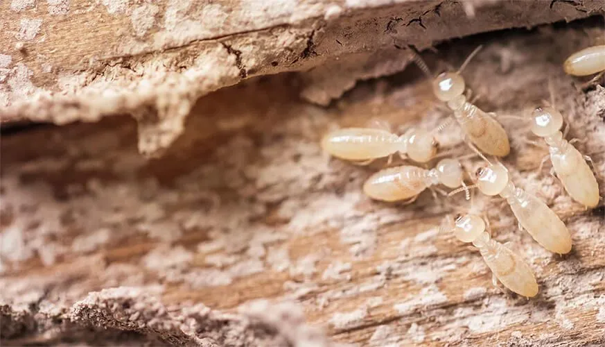Signs You May Have a Termite Infestation - Harbor City Best Pest Pros | Harbor City, CA | 310-750-4510