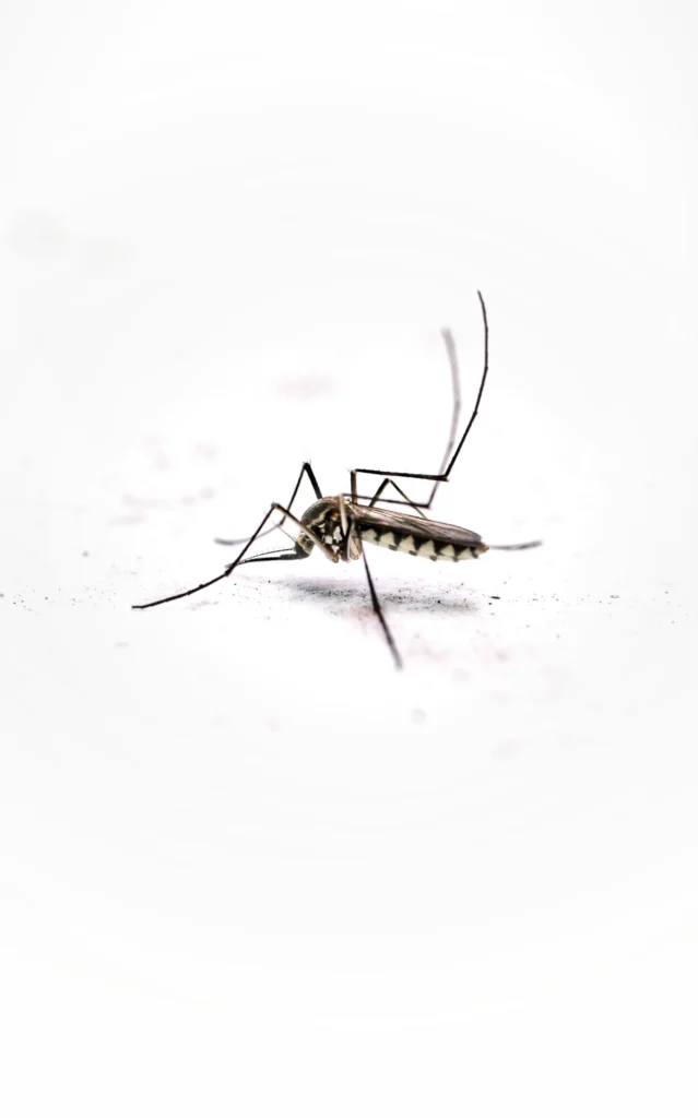 Tired of Mosquitoes Ruining Your Evenings - Harbor City Best Pest Pros | Harbor City, CA | 310-750-4510
