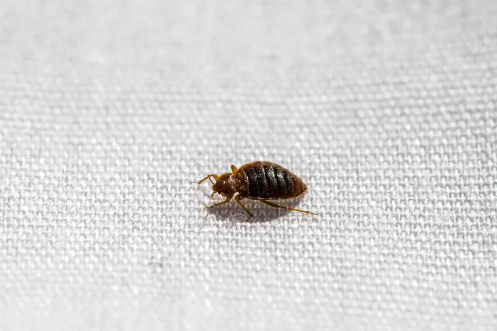 Why Bed Bug Heat Treatments Work Best - Harbor City Best Pest Pros | Harbor City, CA | 310-750-4510