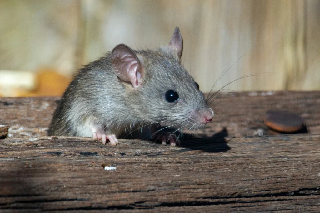 Why-Choose-Our-Rodent-Exterminators - Harbor City Best Pest Pros | Harbor City, CA | 310-750-4510